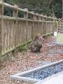 IMG_4621 * 1704 x 2272 * (1.45MB)