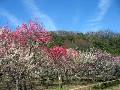 IMG_4647 * 2272 x 1704 * (1.27MB)