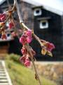 IMG_4797 * 1704 x 2272 * (462KB)