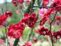 IMG_4800 * 2272 x 1704 * (509KB)