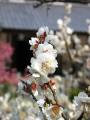 IMG_4802 * 1704 x 2272 * (459KB)