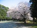 IMG_4844 * 2272 x 1704 * (1.72MB)