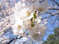 IMG_4847 * 2272 x 1704 * (1.22MB)
