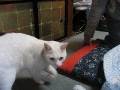 IMG_4961 * 2272 x 1704 * (1.26MB)
