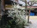 IMG_5070 * 2272 x 1704 * (1.51MB)